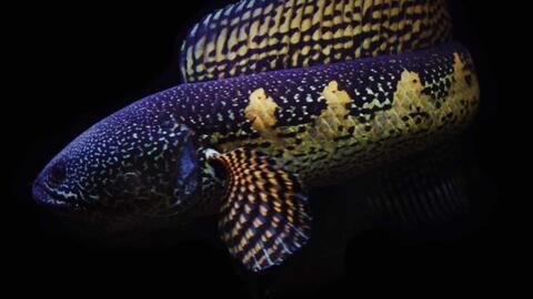 雷龙资料大全,揭秘神秘生物的传奇故事与科学探索